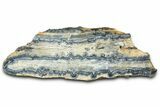 Mammoth Molar Slice With Case - South Carolina #377778-1
